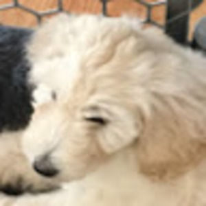 Meet your Posher, Isabelle